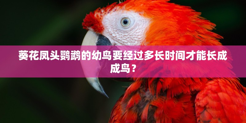 海豚浏览器到底怎么样？
