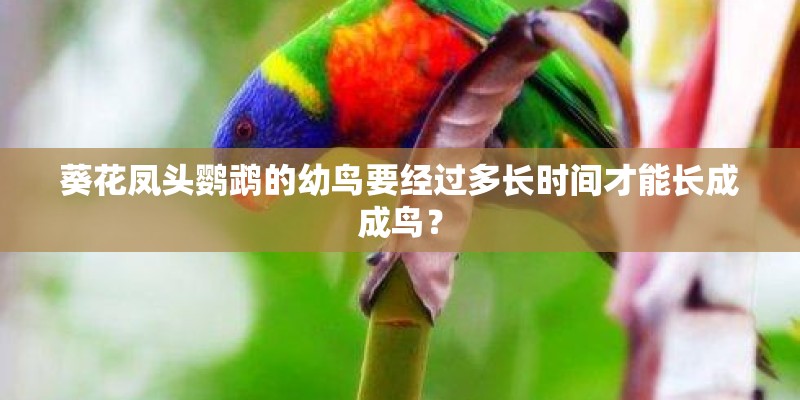 葵花凤头鹦鹉的幼鸟要经过多长时间才能长成成鸟？