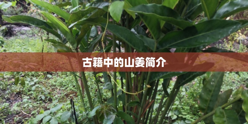 古籍中的山姜简介