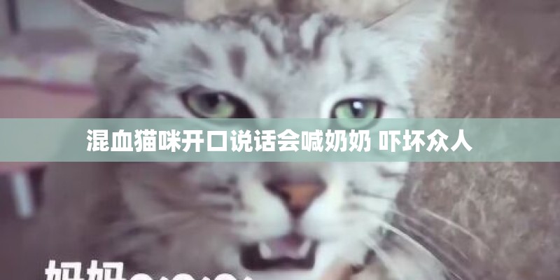 混血猫咪开口说话会喊奶奶 吓坏众人