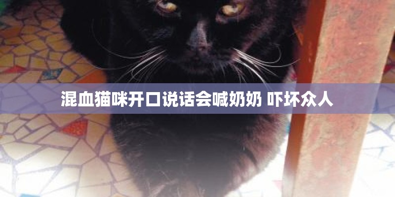 混血猫咪开口说话会喊奶奶 吓坏众人