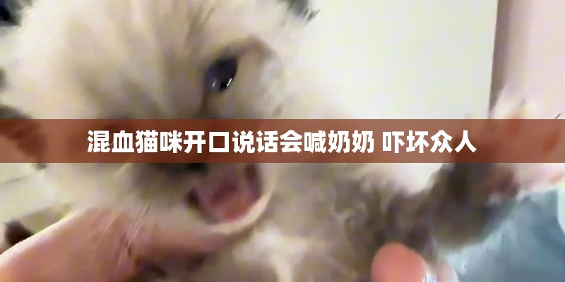 混血猫咪开口说话会喊奶奶 吓坏众人