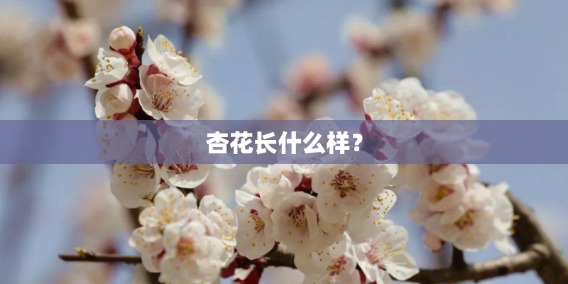 注意力训练
