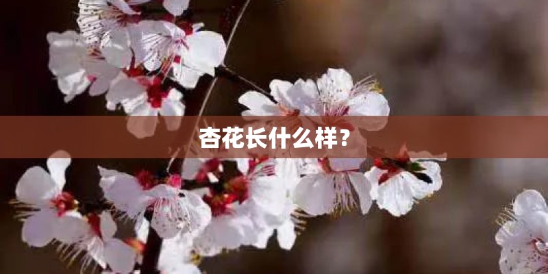 杏花长什么样？