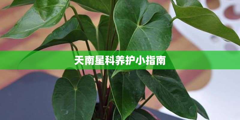 天南星科养护小指南