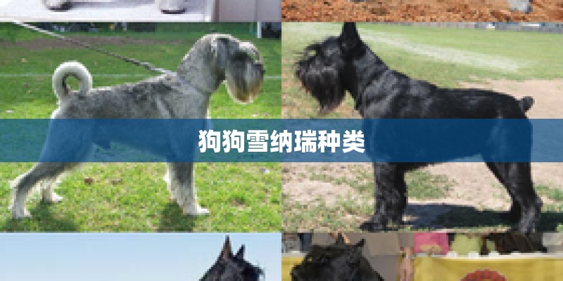 狗狗雪纳瑞种类 狗狗雪纳瑞种类