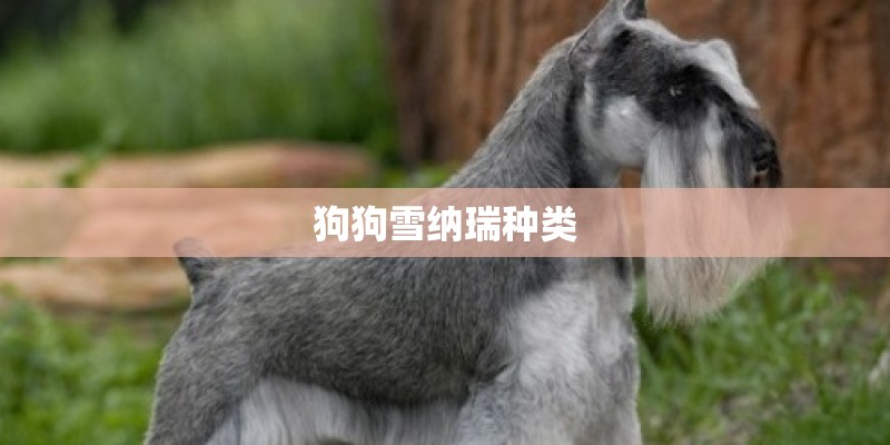 狗狗雪纳瑞种类 狗狗雪纳瑞种类